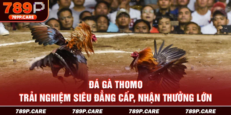 đá gà thomo