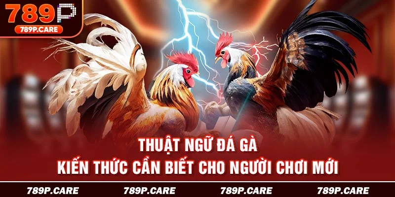 thuật ngữ đá gà