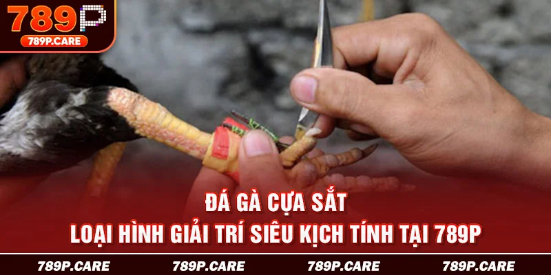 đá gà cựa sắt